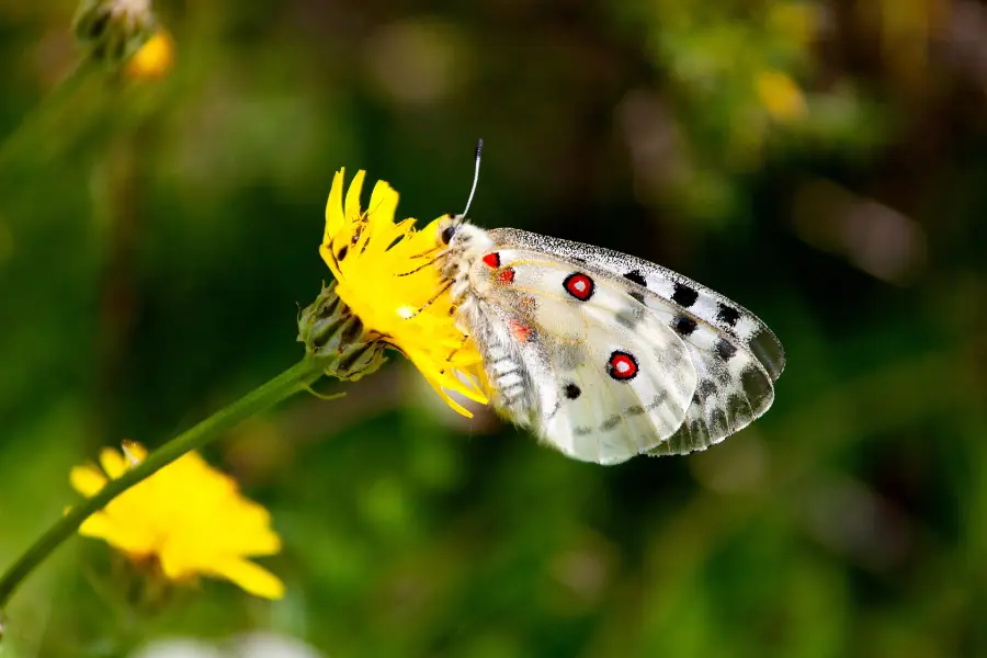 Mariposas GEOFACE