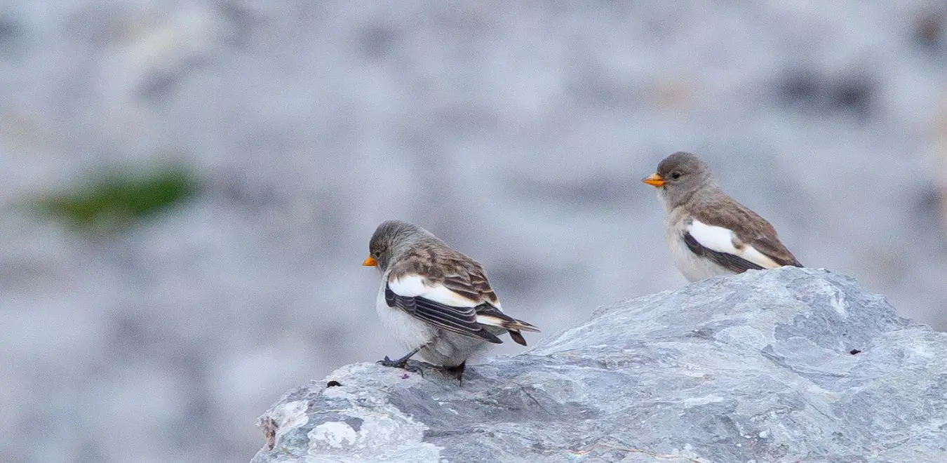 Aves alpinas Aves alpinas