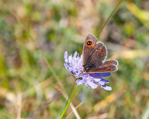 Mariposas 1