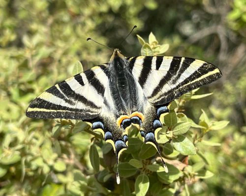 Mariposas 2
