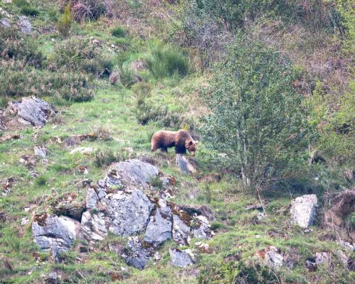Oso pardo