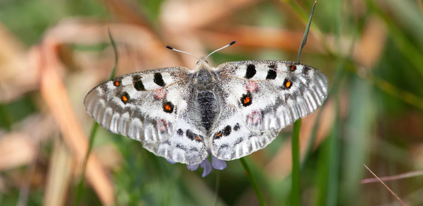 Senderismo con mariposas en el parque natural de Somiedo