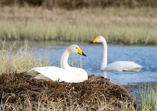 CISNE CANTOR 01