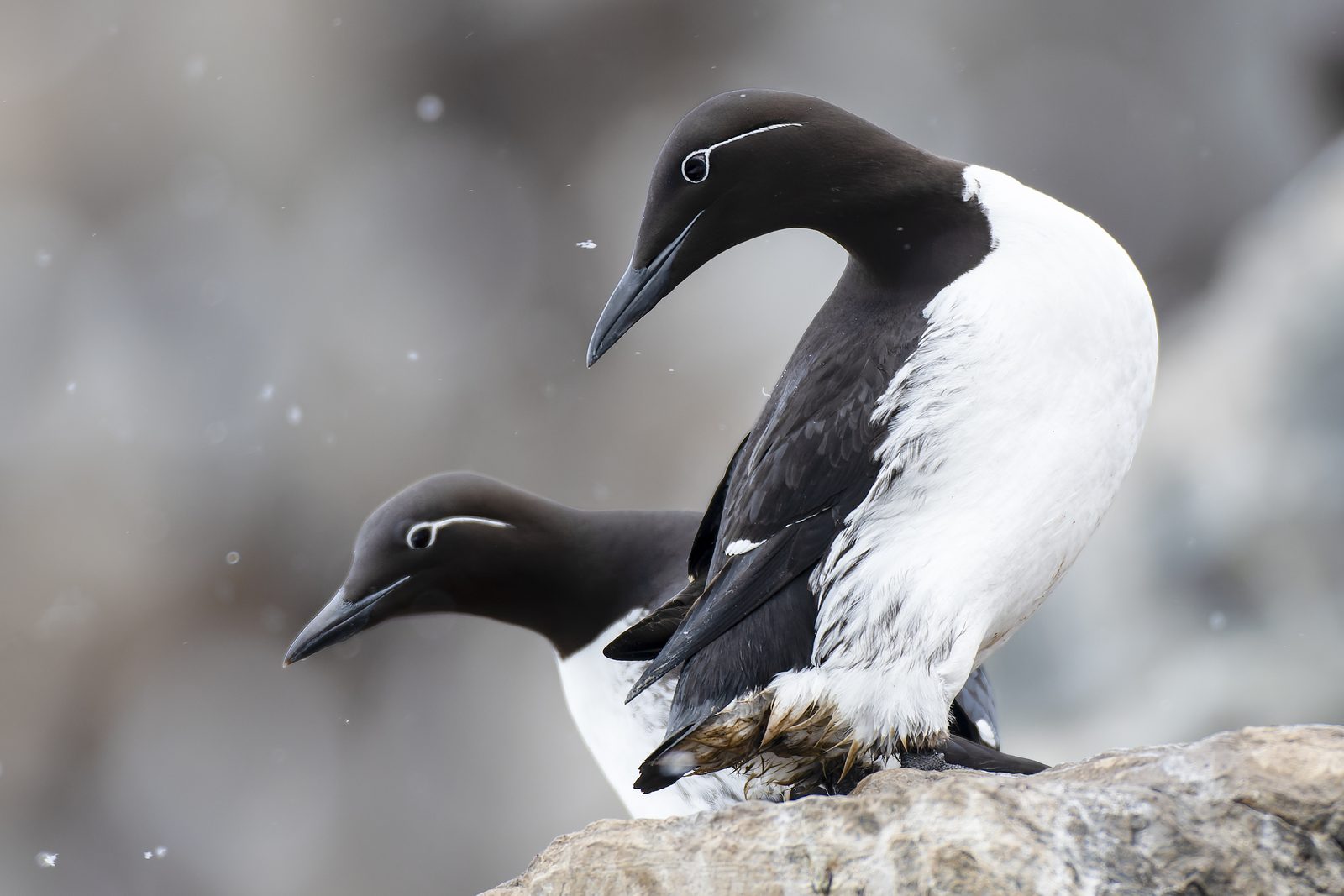 Colonia de araos en un acantilado de Varanger